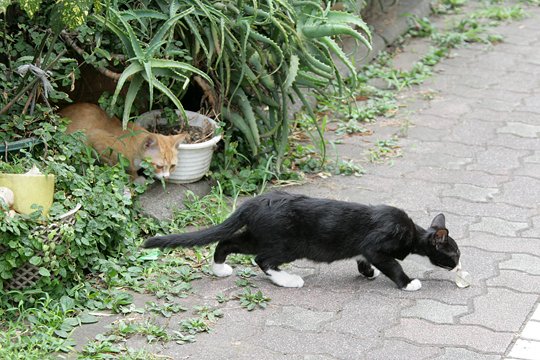 太田区のねこ