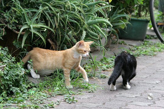 太田区のねこ