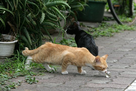 太田区のねこ
