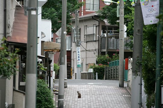 太田区のねこ