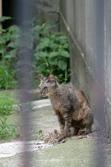 太田区のねこ