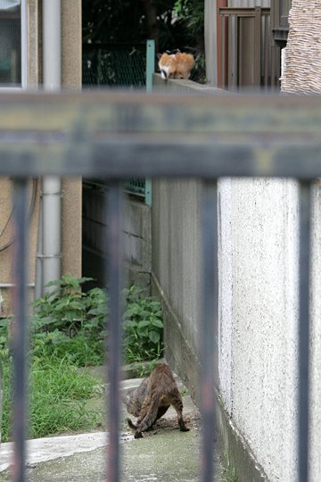 太田区のねこ
