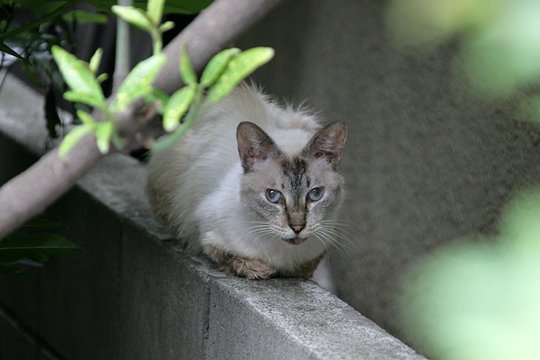 太田区のねこ