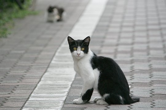 太田区のねこ