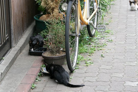 太田区のねこ