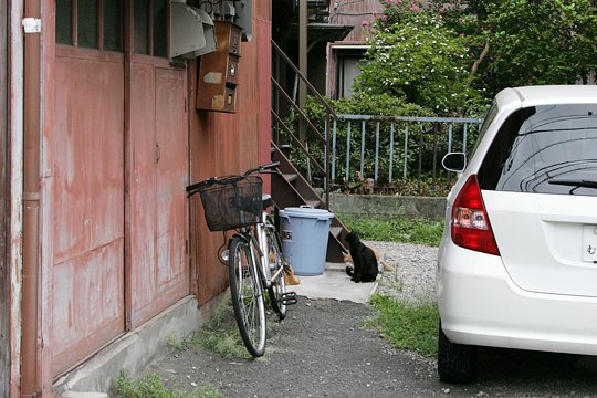 太田区のねこ
