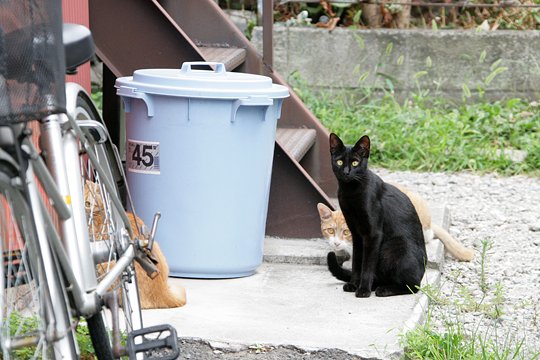 太田区のねこ