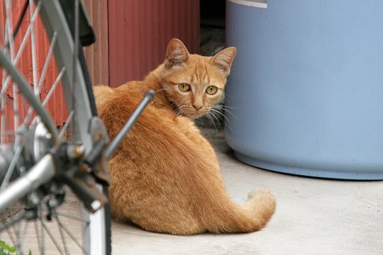 太田区のねこ