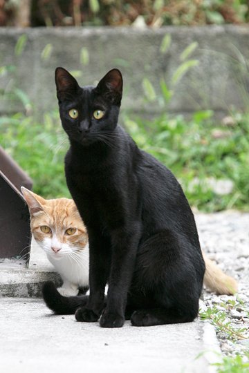 太田区のねこ