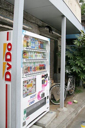 太田区のねこ