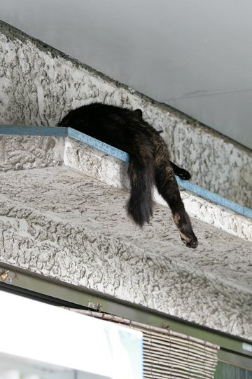 太田区のねこ
