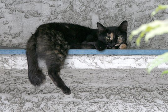 太田区のねこ