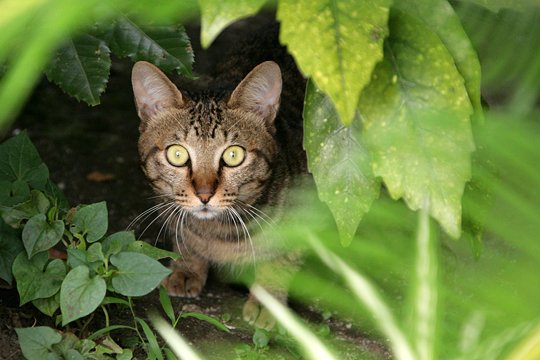 太田区のねこ