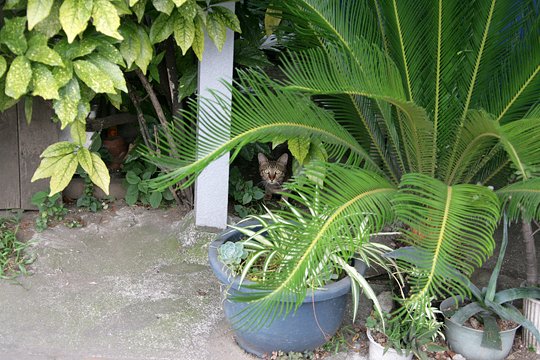 太田区のねこ