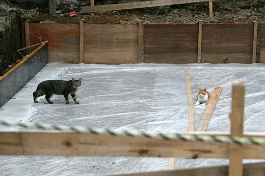 太田区のねこ