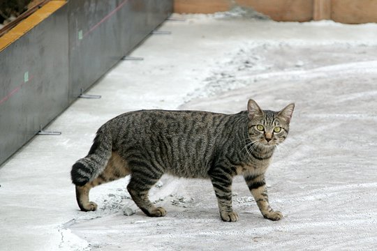太田区のねこ