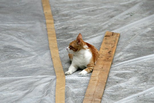 太田区のねこ