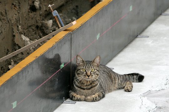 太田区のねこ