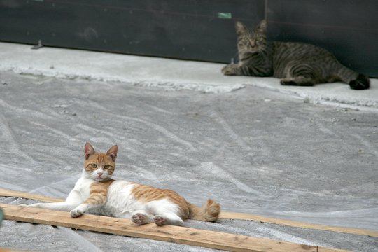 太田区のねこ