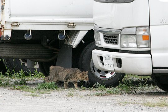 太田区のねこ