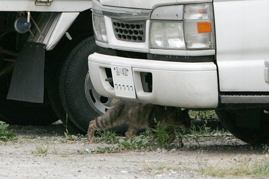 太田区のねこ