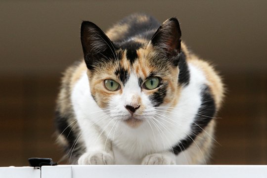 太田区のねこ