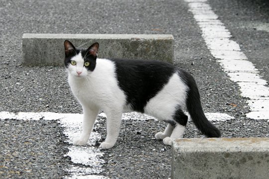 太田区のねこ