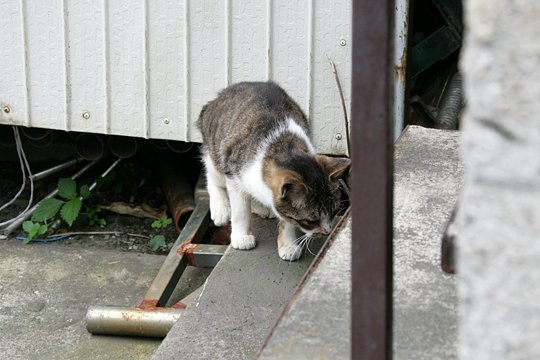 太田区のねこ