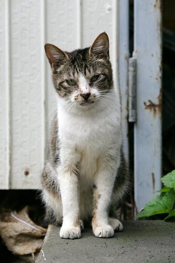 太田区のねこ