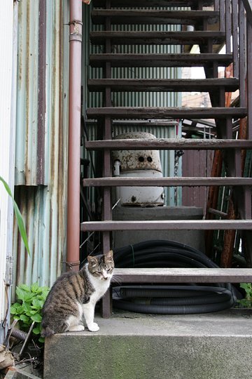 太田区のねこ