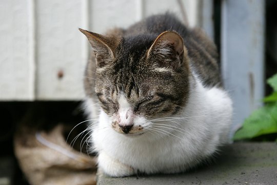太田区のねこ