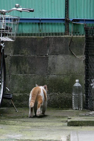 太田区のねこ