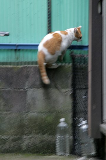 太田区のねこ