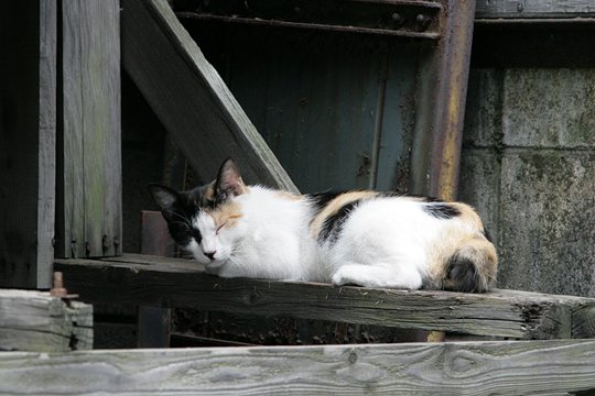 太田区のねこ