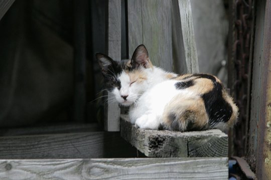 太田区のねこ
