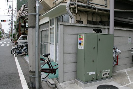 太田区のねこ