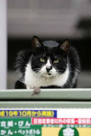 太田区のねこ