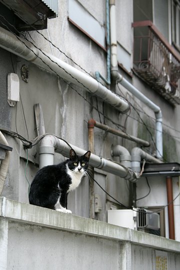 太田区のねこ