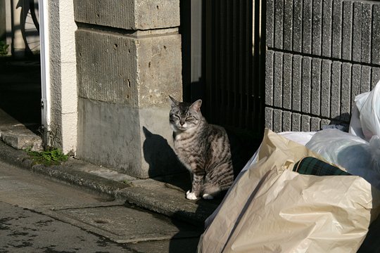 太田区のねこ