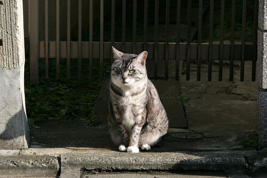 太田区のねこ