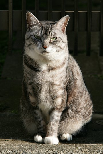 太田区のねこ