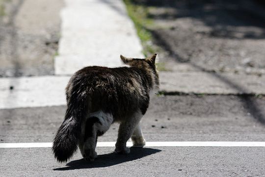 太田区のねこ