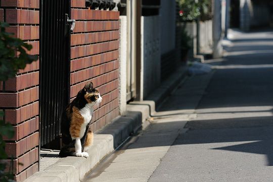 太田区のねこ