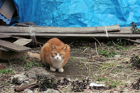太田区のねこ