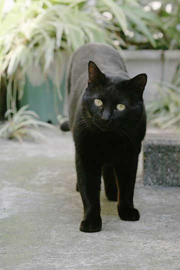 太田区のねこ