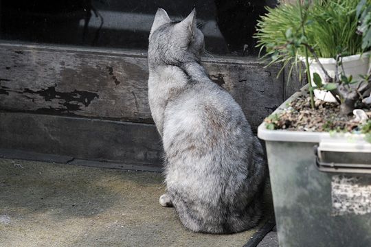 太田区のねこ