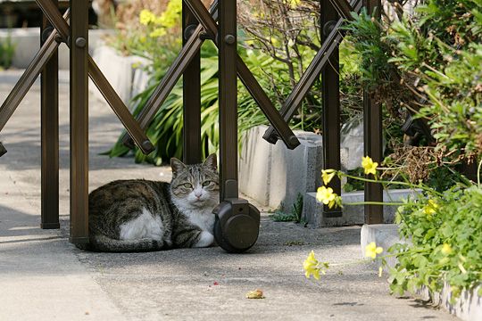 太田区のねこ