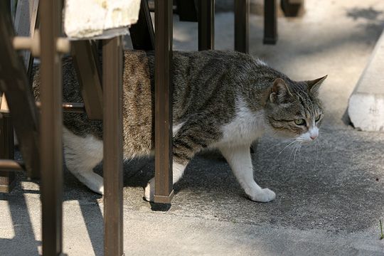 太田区のねこ