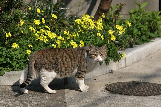 太田区のねこ