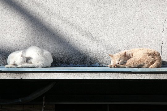 太田区のねこ